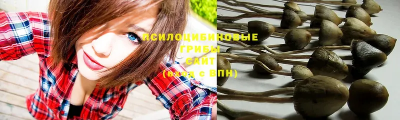 Псилоцибиновые грибы Psilocybe  Байкальск 